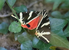 Euplagia quadripunctaria