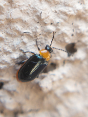 Disonycha politula