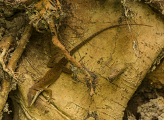 Anolis carolinensis