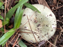 Russula parvovirescens