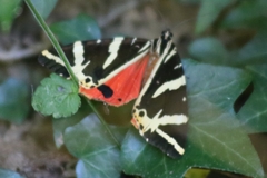 Euplagia quadripunctaria