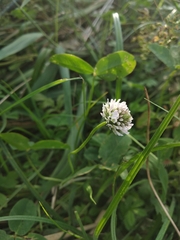 Trifolium fragiferum