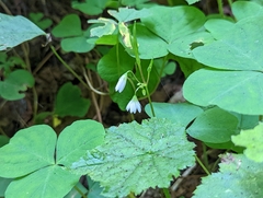 Oxalis trilliifolia