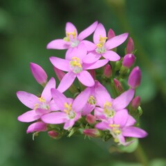 Centaurium erythraea