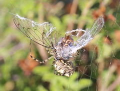 Argiope lobata