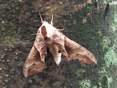 Smerinthus ocellata