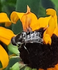 Eristalis dimidiata