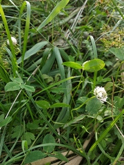 Trifolium fragiferum