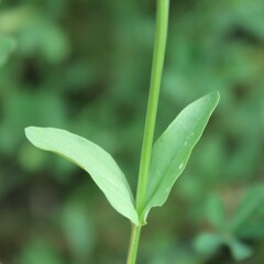 Centaurium erythraea
