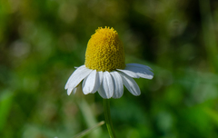 Matricaria