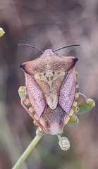 Carpocoris mediterraneus atlanticus