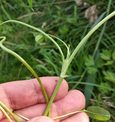 Trifolium fragiferum