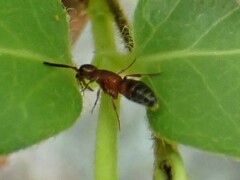 Myrmosa unicolor