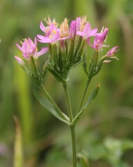 Centaurium erythraea