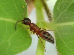 Myrmosa unicolor