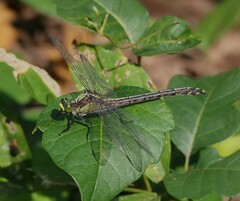 Dromogomphus spinosus