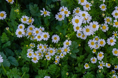 Anthemideae