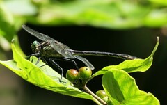 Dromogomphus spinosus