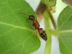 Myrmosa unicolor