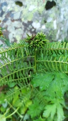 Athyrium