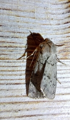 Epipsilia grisescens