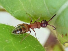 Myrmosa unicolor