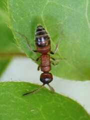Myrmosa unicolor