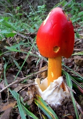 Amanita jacksonii