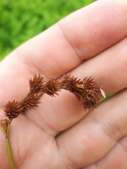 Carex projecta