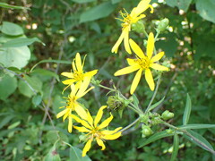 Silphium
