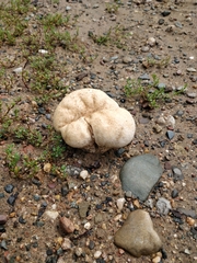 Calvatia