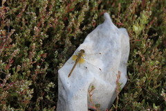 Sympetrum flaveolum