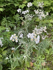 Anaphalis margaritacea