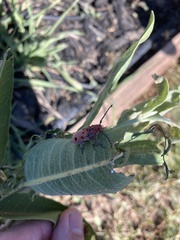 Tetraopes femoratus