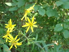 Silphium