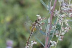 Sympetrum flaveolum
