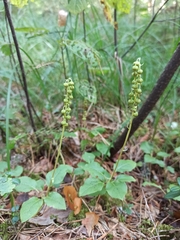 Orthilia secunda