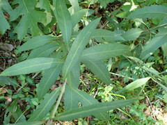 Silphium