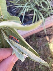 Tetraopes femoratus