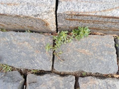 Portulaca oleracea