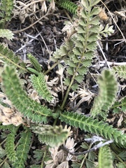 Horkelia clevelandii