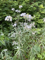 Anaphalis margaritacea