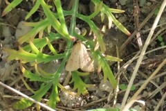 Achyra nudalis