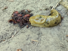 Ariolimax columbianus