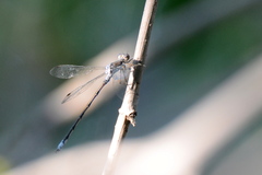 Lestes disjunctus