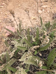 Horkelia clevelandii