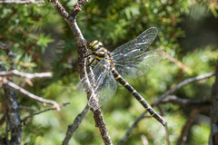 Cordulegaster bidentata