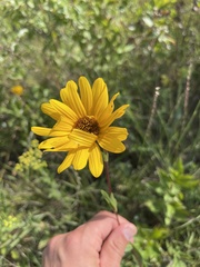 Helianthus pauciflorus