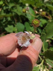Rubus bifrons