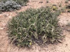 Horkelia clevelandii